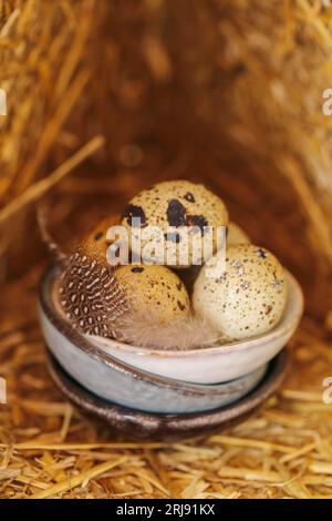 Wachteleier mit Federn in Tonbechern. Gesprenkelte Eier und braune flauschige Federn. Tierisches Protein. Nützliche gesunde Nahrung und products.Organic Wachteln auf dem Bauernhof Stockfoto