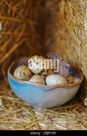 Wachteleier mit Federn in Tonbechern im Strohhalm. Kleine gesprenkelte Eier und braune flauschige Federn. Tierisches Protein. Stockfoto