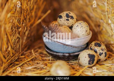 Wachteleier mit Federn in Tonbechern im Strohhalm. Kleine gesprenkelte Eier und braune flauschige Federn. Tierisches Protein. Nützliche gesunde Lebensmittel und Produkte Stockfoto