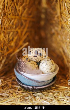 Gesprenkelte Eier.Wachteleier mit Federn in Tonbechern im Strohhalm eingestellt.nützliche gesunde Nahrung und products.Organic Bauernhof natürliche Wachteleier Stockfoto