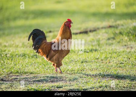 Ein harter Hahn (Huhn) patrouilliert auf einer Farm in Texas, USA Stockfoto