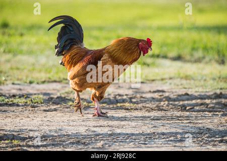 Ein harter Hahn (Huhn) patrouilliert auf einer Farm in Texas, USA Stockfoto