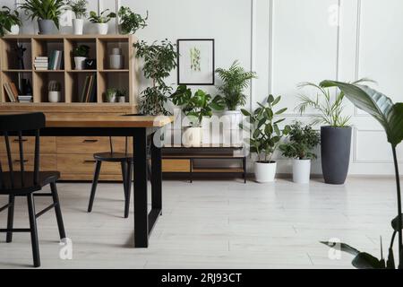 Tisch mit Stühlen und Holzregalen, Bücher und viele Zimmerpflanzen im stilvollen Zimmer Stockfoto