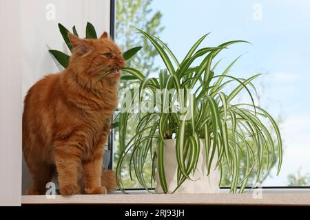 Niedliche Katze in der Nähe grüner Hauspflanzen auf Fensterbank zu Hause Stockfoto