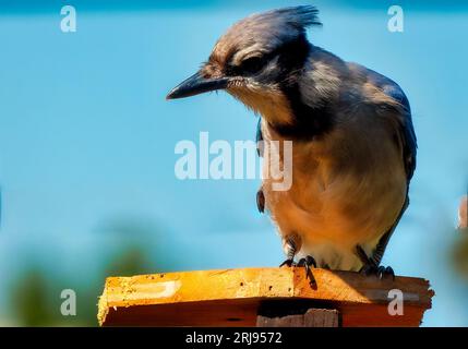 Bluejay kommt auf der Terrasse im Hinterhof an Stockfoto