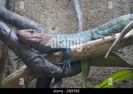 Los Angeles, Kalifornien, USA 4. August 2023 Caiman Lizard in Rainforest of the Americas im LA Zoo am 4. August 2023 in Los Angeles, Kalifornien, USA. Foto von Barry King/Alamy Stock Photo Stockfoto