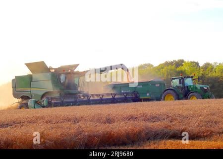 Farmarbeiter in Buckinghamshire nutzen die Ernte einer Getreideernte bei Abendlicht eines kurzen Zeitfensters von schönem Wetter, August 2023. Stockfoto