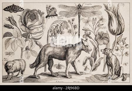 1663 Etching von Wenceslaus Hollar. Exquisite antike Darstellung zoologischer und botanischer Motive, detailliert vor Sepia-Hintergrund. Wolf Stockfoto