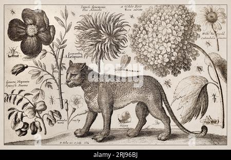 1663 Etching von Wenceslaus Hollar. Exquisite antike Darstellung zoologischer und botanischer Motive, detailliert vor Sepia-Hintergrund. Leopa Stockfoto