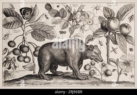 1663 Etching von Wenceslaus Hollar. Exquisite antike Darstellung zoologischer und botanischer Motive, detailliert vor Sepia-Hintergrund. Beare Stockfoto