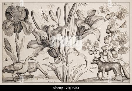 1663 Etching von Wenceslaus Hollar. Exquisite antike Darstellung zoologischer und botanischer Motive, detailliert vor Sepia-Hintergrund. Goos Stockfoto