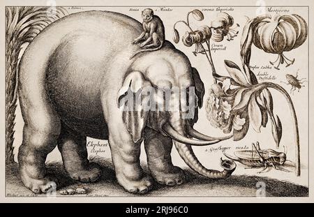 1663 Etching von Wenceslaus Hollar. Exquisite antike Darstellung zoologischer und botanischer Motive, detailliert vor Sepia-Hintergrund. Eleph Stockfoto