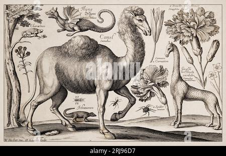 1663 Etching von Wenceslaus Hollar. Exquisite antike Darstellung zoologischer und botanischer Motive, detailliert vor Sepia-Hintergrund. Ziehen Stockfoto