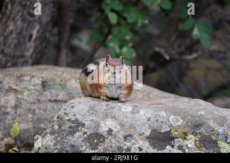 golden-mantled ground squirrel or Callospermophilus lateralis resting on a rock at Woods Canyon Lake near Payson, Arizona. Stock Photo