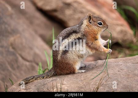 Golden-manted Ground Eichhörnchen oder Callospermophilus lateralis fressen auf etwas Gras am Woods Canyon Lake in der Nähe von Payson, Arizona. Stockfoto