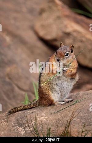 Golden-mantled ground squirrel or Callospermophilus lateralis holding some grass at Woods Canyon Lake near Payson, Arizona. Stock Photo