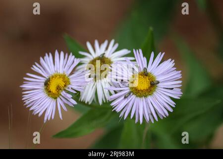 fleabane- oder Erigeron-Divergene mit kleinen Käfern am Woods Canyon Lake in der Nähe von Payson, Arizona. Stockfoto