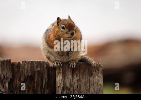 golden-mantled ground squirrel or Callospermophilus lateralis resting on a stump at Woods Canyon Lake near Payson, Arizona. Stock Photo