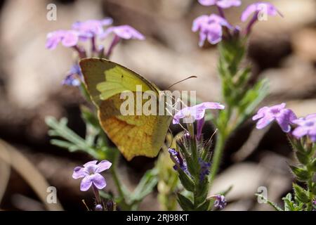 Mexikanisches Gelb oder Eurema mexicana, das sich auf dem Payson College Trail in Arizona von verspotteten Vervains ernährt. Stockfoto