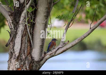 Männlicher Westernvogel oder Sialia mexicana, der in einem Platanenbaum im Green Valley Park in Payson, Arizona, thront. Stockfoto