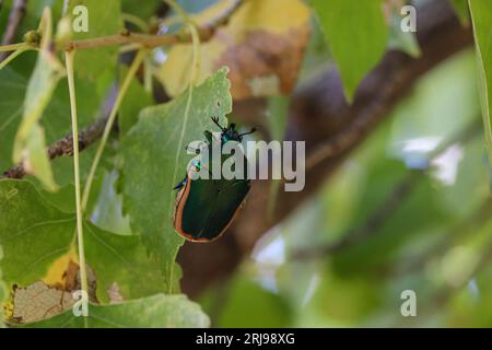 Feigenkäfer oder Cotinis mutabilis, die im Sedona Wetlands Preserve in Sedona, Arizona, auf einem Blatt aus Baumwollholz thronen. Stockfoto