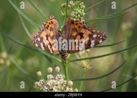 Painted Lady oder Vanessa cardui ernähren sich von Milkweed Blume im Sawmill Crossing in Payson, Arizona. Stockfoto