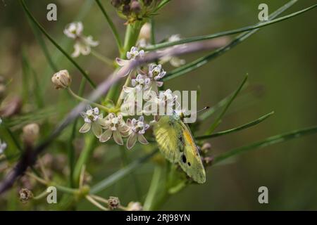 Sanfter Schwefel oder Nathalis-Iole, die sich an den Blüten von Milkweed im Sawmill Crossing in Payson, Arizona, ernähren. Stockfoto