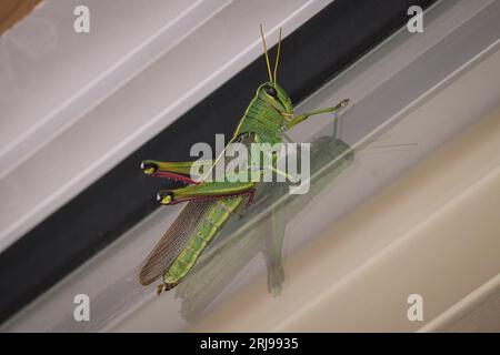 Grüne Vogelschrecke oder Schistocerca shoshone auf einem Fenster eines Hauses in Payson, Arizona. Stockfoto