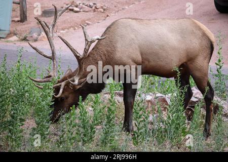 Bullenelch oder Cervus canadensis ernähren sich von einigen Unkräutern auf einem Hof in Payson, Arizona. Stockfoto