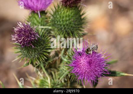 Bullendistel oder Cirsium vulgare mit einer langhörnigen Biene, die sich auf dem Payson College Trail in Arizona ernährt. Stockfoto