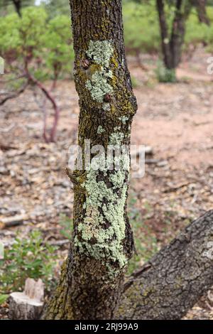 Eine baumwoll-LKW-Abdeckung mit grünen Schildflechten oder Flavopunctelia auf dem Payson College Trail in Arizona. Stockfoto