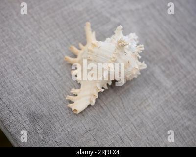 Muschelrahmen auf hölzernem Hintergrund. Stockfoto