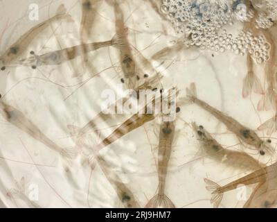 Braune Ködergarnelen schwimmen im Wasser in einem weißen Ködereimer. Stockfoto