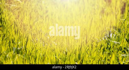 Nahaufnahme von frischem grünem Gras mit hellem Leuchten und frühlingshaftem Hintergrund Stockfoto