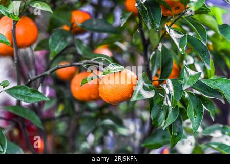 vietnamesischer Mandarinenbaum aus der Nähe Stockfoto