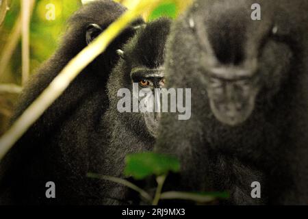 Makaken (Macaca nigra) bewegen sich auf dem Boden, während sie soziale Aktivitäten im Tangkoko-Wald, Nord-Sulawesi, Indonesien, ausüben. Ein kürzlich erschienener Bericht eines Wissenschaftlerteams unter der Leitung von Marine Joly ergab, dass die Temperatur im Tangkoko-Wald zunimmt und die Fruchtfülle insgesamt abnimmt. „Zwischen 2012 und 2020 stiegen die Temperaturen im Wald um bis zu 0,2 Grad pro Jahr, und der Fruchtbestand ging insgesamt um 1 Prozent pro Jahr zurück“, schrieb sie im Juli 2023 im International Journal of Primatology. „In einer wärmeren Zukunft müssten sie (Primaten) sich anpassen... Stockfoto