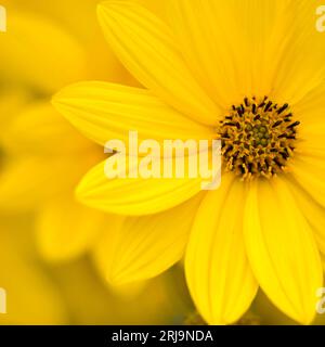 echinacea - Nahaufnahme des Koneflors im Garten - weicher Fokus Stockfoto