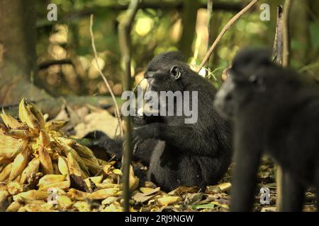 Junge Makaken (Macaca nigra) essen Lianenfrüchte, während sie auf dem Boden im Tangkoko-Wald in Nord-Sulawesi, Indonesien, sitzen. Ein kürzlich erschienener Bericht eines Wissenschaftlerteams unter der Leitung von Marine Joly ergab, dass die Temperatur im Tangkoko-Wald zunimmt und die Fruchtfülle insgesamt abnimmt. „Zwischen 2012 und 2020 stiegen die Temperaturen im Wald um bis zu 0,2 Grad pro Jahr, und der Fruchtbestand ging insgesamt um 1 Prozent pro Jahr zurück“, schrieb sie im Juli 2023 im International Journal of Primatology. Stockfoto