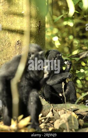 Junge Makaken (Macaca nigra) essen Lianenfrüchte, während sie auf dem Boden im Tangkoko-Wald in Nord-Sulawesi, Indonesien, sitzen. Ein kürzlich erschienener Bericht eines Wissenschaftlerteams unter der Leitung von Marine Joly ergab, dass die Temperatur im Tangkoko-Wald zunimmt und die Fruchtfülle insgesamt abnimmt. „Zwischen 2012 und 2020 stiegen die Temperaturen im Wald um bis zu 0,2 Grad pro Jahr, und der Fruchtbestand ging insgesamt um 1 Prozent pro Jahr zurück“, schrieb sie im Juli 2023 im International Journal of Primatology. Stockfoto