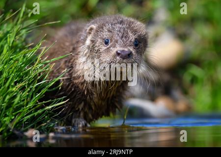 Lutra im natürlichen Lebensraum. Porträt des Wasserraubtieres. Tier aus dem Fluss. Wildtierszene Stockfoto