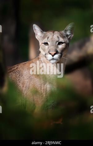 puma auf dunklem, natürlichem Hintergrund Stockfoto