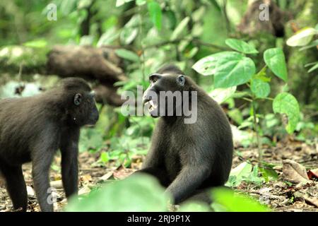 Ein Makaken (Macaca nigra) zeigt eine Zahnentblößung gegenüber einer anderen Person, während sie soziale Aktivitäten auf dem Boden im Tangkoko-Wald, Nord-Sulawesi, Indonesien, ausüben. Gesichtsausdrücke (halboffener Mund, offene Zähne, Blicke, Kieferbewegungen) bei Makaken mit Hauben werden laut Primatenforschern als Bedrohung definiert. Ein „neutrales“ Gesicht (Gesicht ohne Bewegung) bei Primaten kommuniziert jedoch immer noch etwas. Bei dieser bedrohten Spezies war „das neutrale Gesicht enger mit einem Konfliktergebnis verbunden als Schreie und Bedrohungsgesichter, was darauf hindeutet, dass die Abwesenheit von... Stockfoto