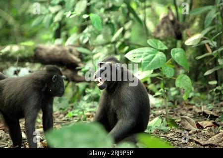 Ein Makaken (Macaca nigra) zeigt eine Zahnentblößung gegenüber einer anderen Person, während sie soziale Aktivitäten auf dem Boden im Tangkoko-Wald, Nord-Sulawesi, Indonesien, ausüben. Gesichtsausdrücke (halboffener Mund, offene Zähne, Blicke, Kieferbewegungen) bei Makaken mit Hauben werden laut Primatenforschern als Bedrohung definiert. Ein „neutrales“ Gesicht (Gesicht ohne Bewegung) bei Primaten kommuniziert jedoch immer noch etwas. Bei dieser bedrohten Spezies war „das neutrale Gesicht enger mit einem Konfliktergebnis verbunden als Schreie und Bedrohungsgesichter, was darauf hindeutet, dass die Abwesenheit von... Stockfoto