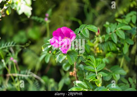 Nahaufnahme einer zarten purpurnen Strandrose, die vor üppigem, grünem Laub wächst Stockfoto