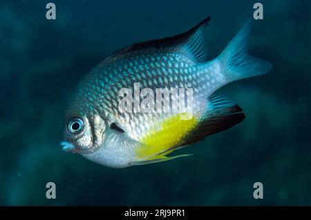 Whitebelly Damselfish, Amblyglyphidodon leucogaster, Alam Anda Tauchplatz, Seraya, Karangasem, Bali, Indonesien Stockfoto