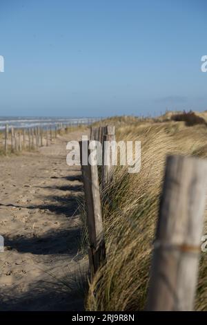 Ein Zaun mit Holzpfählen in einer Dünenlandschaft mit der Küste der niederländischen Nordsee im Hintergrund in der Nähe von Egmond aan Zee Stockfoto