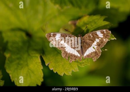 Ein weißer Admiral-Schmetterling (limenitis camilla), der auf einem grünen Blatt in der Sonne sitzt Stockfoto