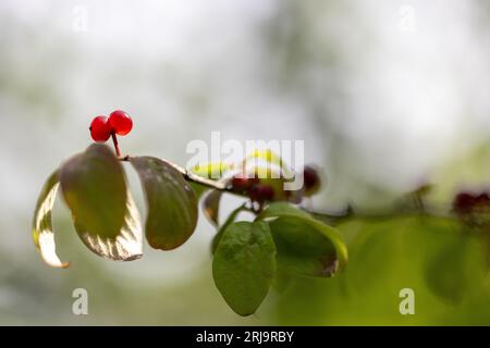 Aus nächster Nähe sehen Sie reife rote Beeren des europäischen Geißblatt-Fliege (Lonicera xylosteum) mit einigen grünen Blättern Stockfoto