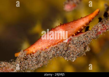 Rosy Spindle Snail, Phenacovolva rosea, Scuba Seraya House Reef Tauchplatz, Seraya, Karangasem, Bali, Indonesien Stockfoto