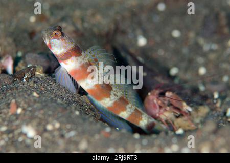 Blot Shrimpgoby, Amblyeleotris periophthalma, mit Snapping Shrimp, Alpheus sp, in Loch auf schwarzem Sand, Bulakan Tauchplatz, Seraya, Karangasem, Bali, Stockfoto